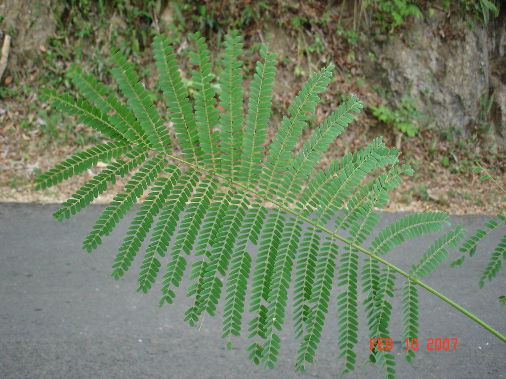 Acacia Roja - Vista principal